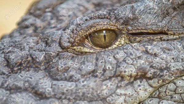 क्यों झूठे होते हैं 'घड़ियाली आंसू'? जानिए किसलिए कही गई ये कहावत