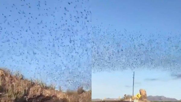 गुफा से निकला चमगादड़ों का ऐसा झुंड, सोशल मीडिया पर लोग बोले- लगता है शैतान कहीं जा रहा