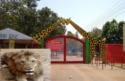 भिलाई : जंगल के राजा शेर रखते हैं एक दिन का उपवास, पानी पीकर गुजारते हैं दिन, जानिए क्या है वजह