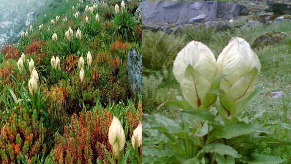 उत्तराखंंड का राज्य पुष्प ब्रह्रमकमल समय से पहले खिला, जानिए 'हिमालयी फूलों के राजा'के बारे में सबकुछ