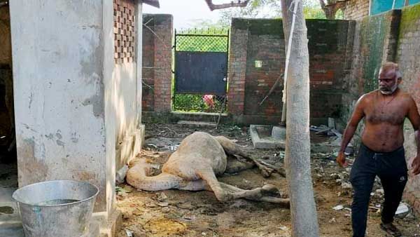 तस्‍कारों के चंगुल से मुक्‍त कराने के बाद ऊंटों को राजस्‍थान भेजने में हुई देरी, एक ऊंट की हो गई मौत