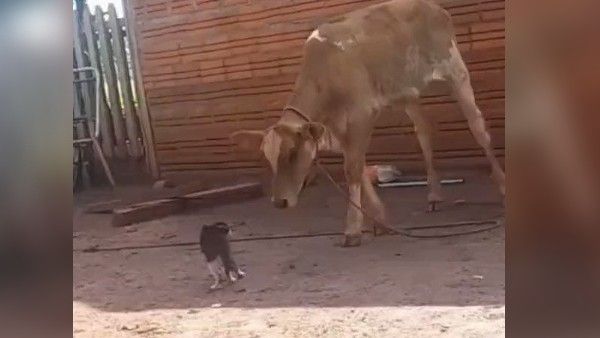 10 गुना बड़ी गाय पर भारी पड़ी छोटी सी बिल्ली, एक पंजे में ऐसे कर दिया ढेर, Video Viral