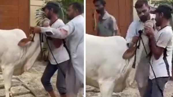 VIDEO: कसाइयों की पूरी 'फौज' से अकेले भिड़ी गाय, किया ऐसा हाल कि लोगों की हालत हुई खराब
