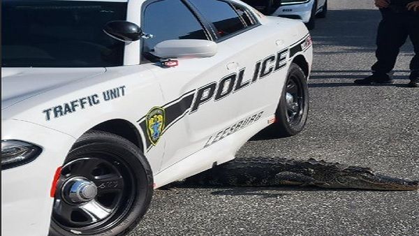 ब्रेकर पर कार रुकते ही नीचे फंस गया मगरमच्छ, इसके बाद क्या हुआ? पुलिस ने शेयर की फोटो