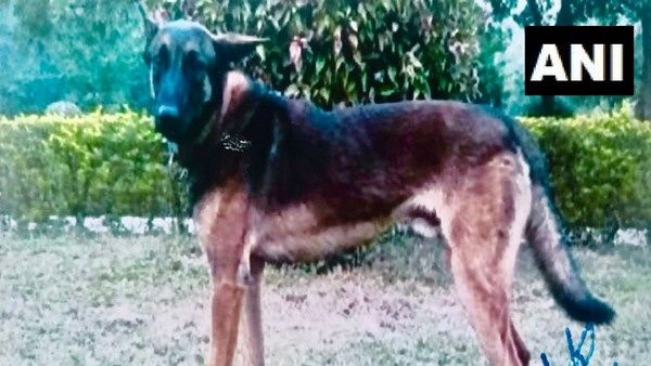जम्मू-कश्मीर के बारामूला में आतंकियों से मुठभेड़ के दौरान सेना का कुत्ता 'एक्सल' मारा गया