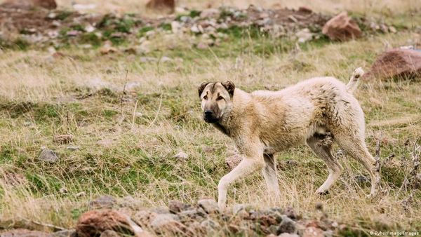 इंसानों के साथ रह कर मछली खाते थे प्राचीन कुत्ते