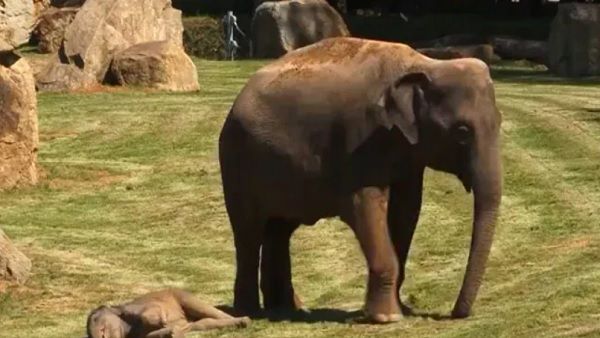मां तो मां होती है: नहीं उठ रहा था बच्चा, घबराई हथिनी ने मदद के लिए बुलाए इंसान, Video देख करोड़ों लोग रो पड़े