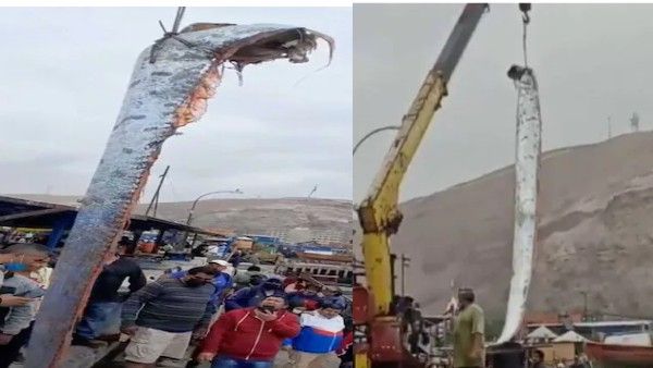 VIDEO: गलती से जाल में फंसी 16 फीट की 'श्रापित मछली', मछुआरों के चक्कर में शहर की नींद उड़ी