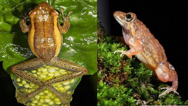 'ये विकास इंसानों के लिए मुसीबत तो नहीं'? जमीन-पानी छोड़ अब पेड़ों पर रह रहे मेंढक, वैज्ञानिक हैरान