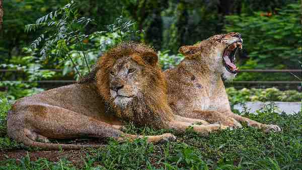 गिर वन के शेरों ने समुद्र तटों पर रहना क्यों शुरू कर दिया है ? किसान मान रहे हैं सौभाग्य