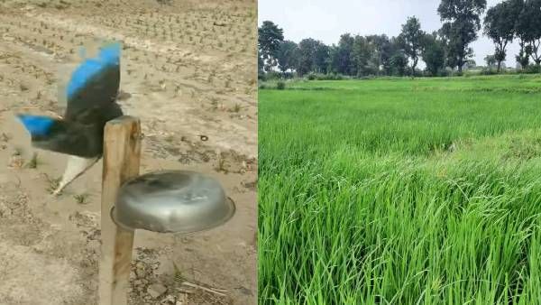 गांव के किसान के आगे बड़े-बड़े इंजीनियर्स फेल! ऐसा 'जुगाड़' बनाया कि चिड़िया के आते ही खेत में बज रही घंटी