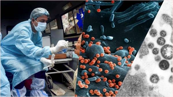 खतरनाक लासा वायरस से बच के रहें, वैज्ञानिकों को मिला बड़ा CLUE