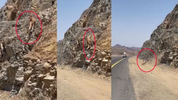 Camel on Hill: ऊंट चढ़ा पहाड़ पर, फिर उतरा नहीं.... सीधे गिरा नीचे, देखें रियल VIDEO