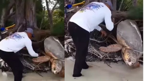 शख्‍स ने पेड़ की जड़ में फंसे विशालकाय समुद्री कछुए की बचाई जान, देखें दिल छू लेने वाला Video