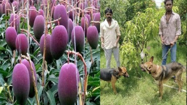 दुनिया का वो खास 'आम', जिसके लिए लोग खर्च कर देतें हैं 2 लाख 70 हजार, 3 गार्ड और 6 कुत्ते करते हैं रखवाली