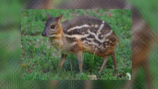 छत्तीसगढ़ में मिला दुनिया का सबसे छोटा हिरण, भटकते हुए पहुंच गया था शहर