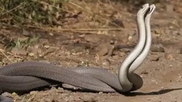 बारिश के बाद बिल से निकले नाग-नागिन, डेढ़ घंटे तक किया रोमांस, VIDEO हुआ वायरल