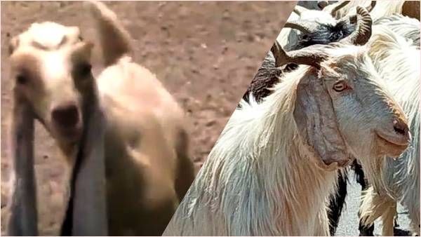 पाकिस्तान की लंबे कान वाली बकरी रातों-रात बन गई स्टार, जानें कैसे