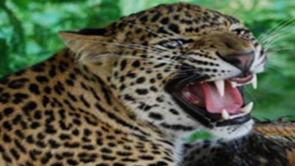 उत्तराखंड में गुलदार की दहशत, 5 साल के मासूम को बनाया निवाला, रात में सोने जा रही बुज़ुर्ग महिला को मार डाला