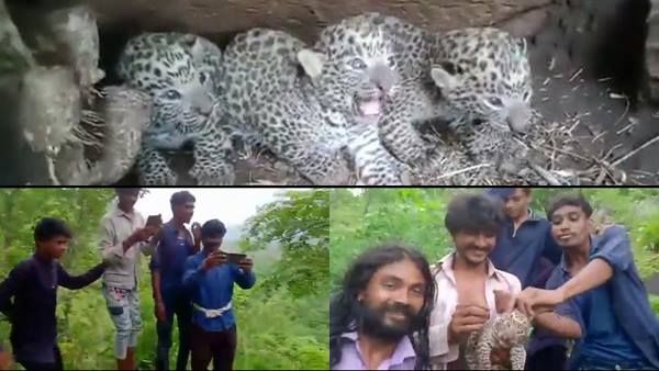 तेंदुए के चार नन्हे शावक ग्रामीणों के लिए बने खिलौना, सेल्फी के साथ ज्यादती का वीडियो भी वायरल
