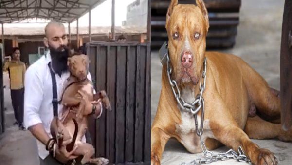 मां को दर्दनाक मौत देने वाला 'बाहुबली' का' दोस्त' फिर लौटा घर! अब बितानी होगी 'कुत्ते की जिंदगी'