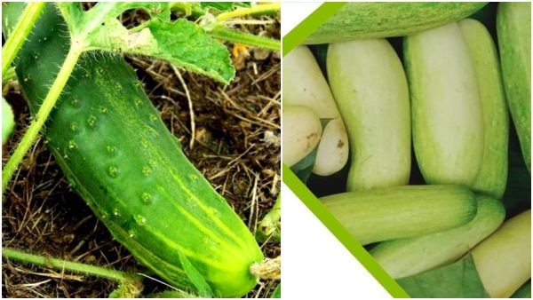अरब मुल्कों में अच्छी डिमांड, खीरा-ककड़ी बनाएगा लखपति, Intercropping कर रहे यहां के किसान