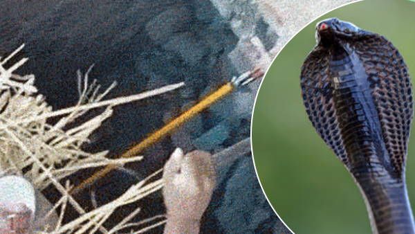 दो दीवारों के बीच घुसकर बैठ गया खतरनाक कोबरा सांप, पकड़ने के लिए तोड़ना पड़ा मकान