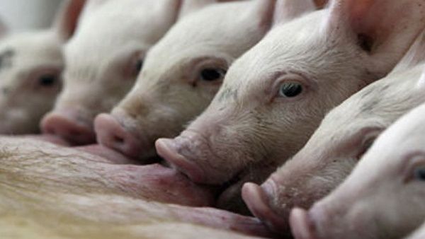 Jabalpur News: फिर अफ्रीकन स्वाइन फ्लू की चपेट में जबलपुर के दो इलाके, लगाई गई पाबंदी