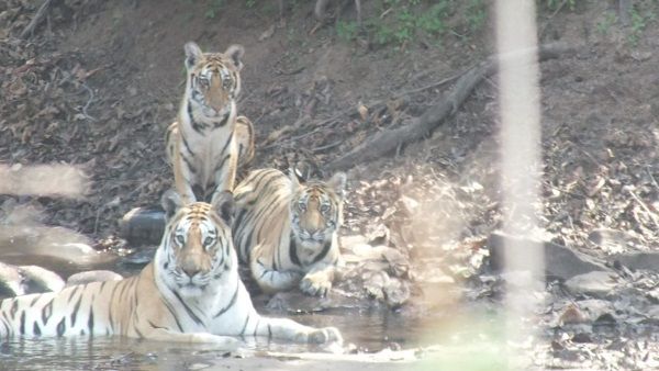 International Tiger Day: म‍िल‍िए बुंदेलखंड के बाघों से, ज‍िन्‍होंने नौरादेही-पन्‍ना के जंगलों को आबाद क‍िया