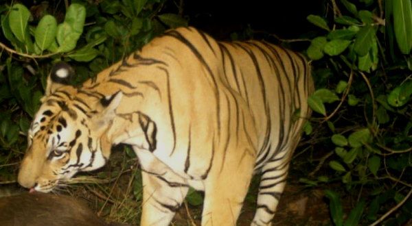 समुद्र के पास इंसानी बस्तियों में घूम रहा यह बाघ, बछड़ों को खा रहा, पकड़ने को लगाए गए CCTV