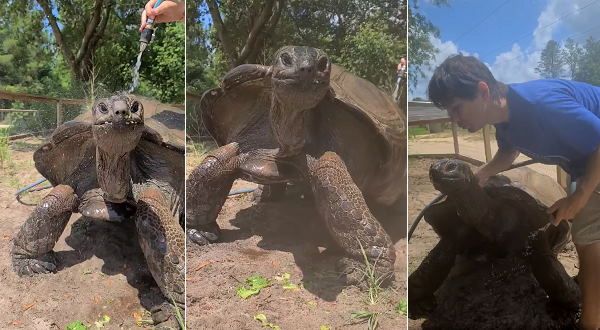 VIDEO: देखिए चिलचिलाती गर्मी में कैसे चिल हुआ 272 किलो का कछुआ, यह कहां रहता है?