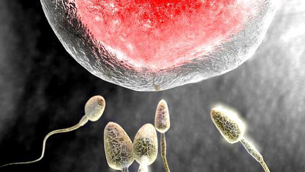 बिना शादी किए अपने अंडाणु फ्रीज करवाना चाहती थी महिला, अदालत ने ठुकरा दी अपील, जानें पूरा मामला