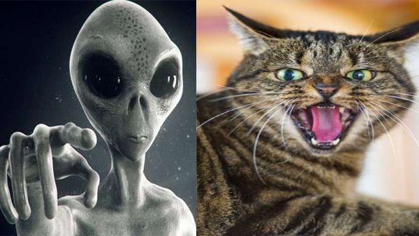 बिल्लियों को किया गया Aliens की आक्रामक प्रजाति घोषित, वैज्ञानिकों को मिले काफी अहम संकेत