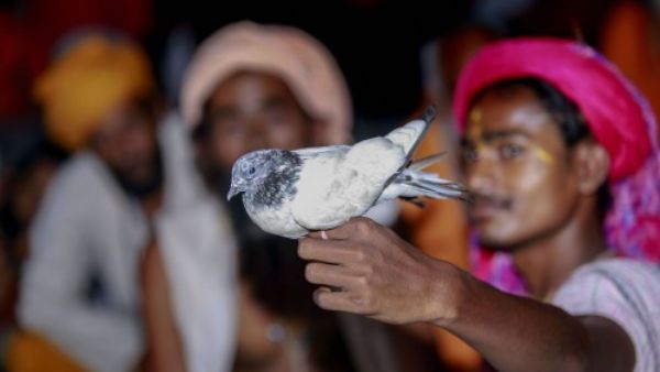 रास्ता भटक कर 4000 मील दूर अमेरिका पहुंचा कबूतर, सुनकर मालिक के उड़े होश, वापस लाने में लगेंगे इतने लाख