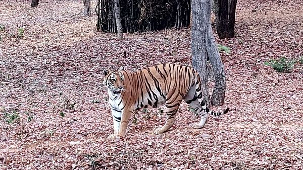 भोपाल : वन विहार में नाइट सफारी बंद, नेशनल पार्क के कोर एरिया में टूरिस्ट की एंट्री बंद