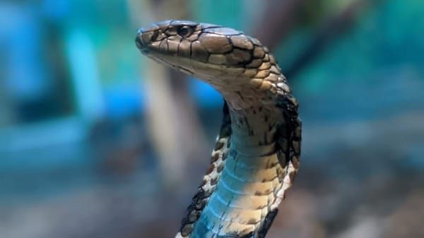 सांपों और मेढ़कों ने विश्व की अर्थव्यवस्था को मारा डंक, जानिए कैसे पहुंचाया अरबों डॉलर का नुकसान