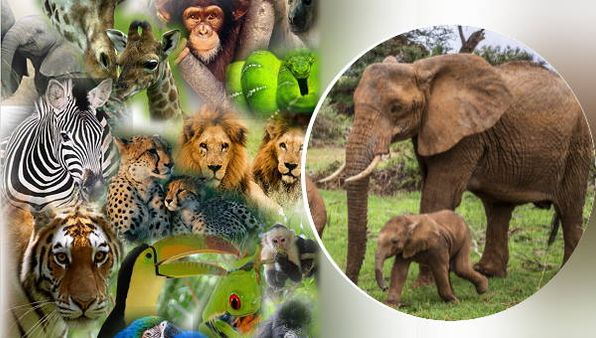 देश में दुनिया का सबसे बड़ा चिड़ियाघर बनाने का काम रुकेगा? हाईकोर्ट में लगाई गई याचिका