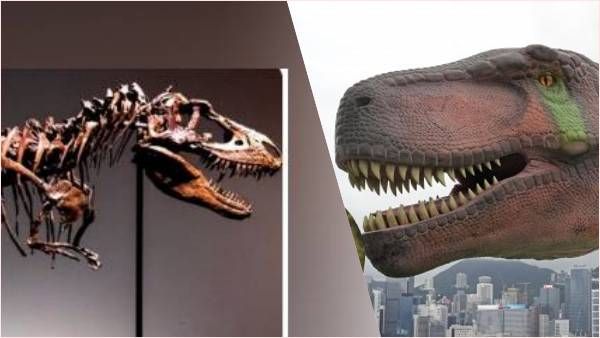 डायनासोर का 7.7 करोड़ साल पुराना 'कंकाल' बन गया खजाना, नीलामी में बटोरे 47 करोड़ रुपये