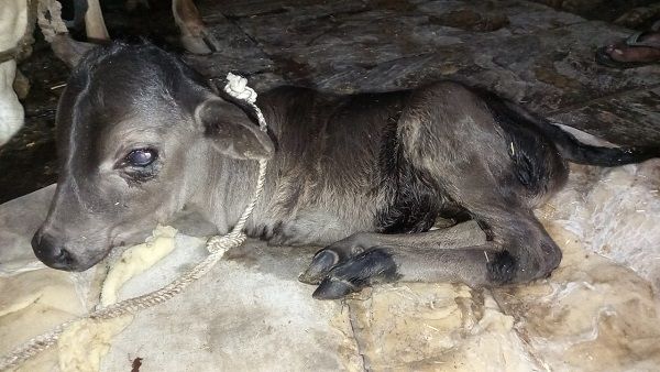 अजब-गजब: गाय ने जन्‍मा दो पैर वाला बछड़ा, लोग बता रहे चमत्‍कार, एक्‍सपर्ट का कहना व‍िकृत‍ि