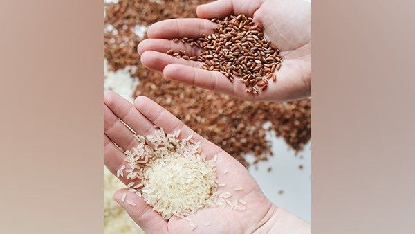 कृषि क्षेत्र को लेकर अच्छी रिपोर्ट, इस सीजन रिकॉर्ड उच्च स्तर पर होगा भारत में खाद्यान्न उत्पादन