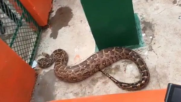 Sagar: शहीद स्मारक पर भूख से व्याकुल अजगर का धरना! रेस्क्यू कर जंगल में छोड़ा