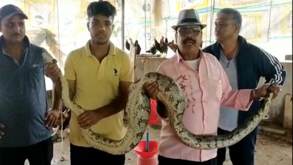 Sagar: मुर्गीचोर अजगर का आतंक खत्म, दिन में दावत उड़ाना महंगा पड़ा