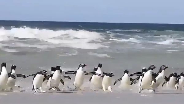 समुद्र में अंधाधुंध शिपिंग के कारण बढ़ा शोर,अल्गोआ बे में खतरे में आईं अफ्रीकी पेंगुइन