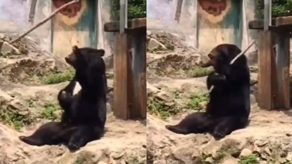 Video: ये भालू है या फिर कोई समुराई फाइटर! देखेंगे टैलेंट तो चकरा जाएगा माथा