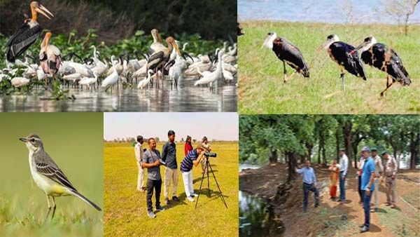 Durg: पाटन का बेलौदी बना दुर्लभ प्रवासी पक्षियों का पसंदीदा ठिकाना, इस तरह तैयार हो रहा बर्ड वॉचिंग पॉइंट