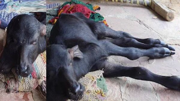 4 आंख, दो मुंह व चार सींग वाले पाडे को देखने उमड़ रहे लोग, देखें सोशल मीडिया पर वायरल तस्‍वीरें