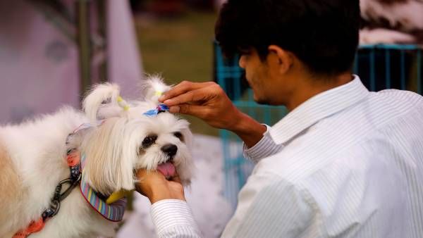 'मैं और मेरा कुत्ता एक दिन बातें करेंगे', 'Dr Dolittle' तकनीक से जानवरों से ऐसे कर पाएंगे चैट!