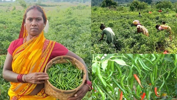 बलरामपुर: तीखी मिर्च ने महिलाओं की जिंदगी में भरी मिठास, मिर्च की खेती कर महिला समूहें बनी आत्मनिर्भर