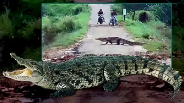 इस नए ZOO में देख पाएंगे आप 1 हजार मगरमच्‍छ, जानिए कहां और कौन बनवा रहा इसे ?