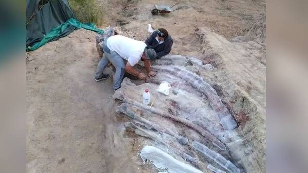 घर के पीछे खुदाई में मिला डायनासोर का सबसे बड़ा कंकाल, वैज्ञानिक भी हैरान!